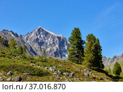 Siberian cedars on the hillside of the mountain tundra (2014 год). Редакционное фото, фотограф Виктор Никитин / Фотобанк Лори