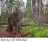 Поваленное хвойное дерево. Стоковое фото, фотограф Макаров Алексей / Фотобанк Лори