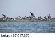 Большие белые Пеликаны в Дельте Волги. Great white pelicans, pelecanus onocrotalus. Wild migratory birds in the Volga Delta. Wildlife of the South of Russia. Astrakhan Region. Russia. Стоковое фото, фотограф Oleg Borunov / Фотобанк Лори