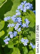 Цветущая брунера крупнолистная (лат. Brunnera macrophylla) в саду. Стоковое фото, фотограф Елена Коромыслова / Фотобанк Лори