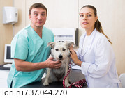 Two vets examining a dog. Стоковое фото, фотограф Яков Филимонов / Фотобанк Лори