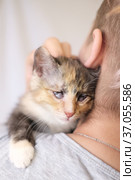 Portrait of a multi-colored kitten with mutilated blind eyes on the girl's shoulder. Стоковое фото, фотограф Oksana Stasenko / Фотобанк Лори