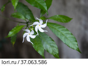 White flowers of Tabernaemontana divaricata, tropical plant in bloom. Стоковое фото, фотограф EugeneSergeev / Фотобанк Лори