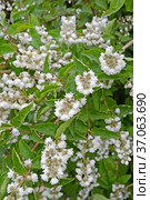 Дейция шершавая, или звездчатая (Deutzia scabra Thunb.). Соцветия и листья. Стоковое фото, фотограф Ирина Борсученко / Фотобанк Лори