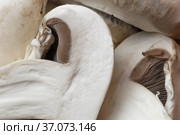 Food background. Sliced champignon mushroom close-up. Low-calorie product, a source of vitamin B1, B2, B6, B12, D6, D12, nicotinic pantothenic acid, iron, zinc, calcium, iodine, phosphorus, protein. Стоковое фото, фотограф Светлана Евграфова / Фотобанк Лори