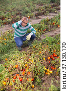Male farmer regrets lost tomato crop after disaster. Стоковое фото, фотограф Яков Филимонов / Фотобанк Лори