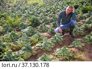 Farmer examining damaged cabbage plants on farm field. Стоковое фото, фотограф Яков Филимонов / Фотобанк Лори