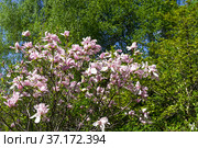 Цветущая звездчатая магнолия  (magnolia stellata). Аптекарский Огород (филиал ботанического сада МГУ), Москва. Стоковое фото, фотограф Сергей Рыбин / Фотобанк Лори