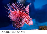 Рыба Красная крылатка Red lionfish (Pterois volitans) Стоковое фото, фотограф Галина Савина / Фотобанк Лори