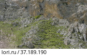 Северный Кавказ, гора Оштен. Кавказские серны на склоне горы. North Caucasus, Mount Oshten. Caucasian chamois (Rupicapra rupicapra caucasica) on the mountainside. (2021 год). Редакционное видео, видеограф Евгений Романов / Фотобанк Лори