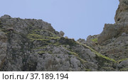 Северный Кавказ, гора Оштен. Кавказские серны на склоне горы. North Caucasus, Mount Oshten. Caucasian chamois (Rupicapra rupicapra caucasica) on the mountainside. (2021 год). Редакционное видео, видеограф Евгений Романов / Фотобанк Лори