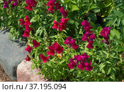 Львиный зев (лат. Antirrhinum) цветет на клумбе в саду. Стоковое фото, фотограф Елена Коромыслова / Фотобанк Лори