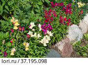 Разноцветный львиный зев (лат. Antirrhinum) цветет на клумбе в саду. Стоковое фото, фотограф Елена Коромыслова / Фотобанк Лори