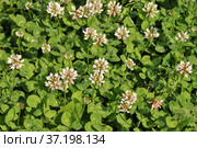 Клевер белый-ползучий (лат. Trifolium repens L) Стоковое фото, фотограф lana1501 / Фотобанк Лори