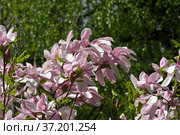 Цветущая звездчатая магнолия  (magnolia stellata). Аптекарский Огород (филиал ботанического сада МГУ), Москва. Стоковое фото, фотограф Сергей Рыбин / Фотобанк Лори