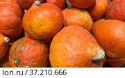 Background of fresh orange ripe pumpki. Стоковое фото, фотограф Мастепанов Павел / Фотобанк Лори