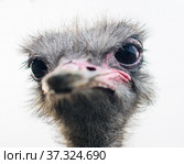 Портрет страуса. Стоковое фото, фотограф Игорь Низов / Фотобанк Лори