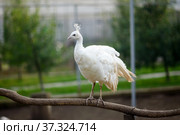 Белый павлин самка сидит на жердочке. Стоковое фото, фотограф Игорь Низов / Фотобанк Лори