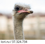 Голова страуса. Стоковое фото, фотограф Игорь Низов / Фотобанк Лори