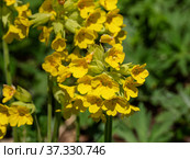 Северный Кавказ. Плато Лаго-Наки. Цветущий первоцвет весенний (Primula veris). North Caucasus. Lago-Naki Plateau. Blooming common cowslip (Primula veris). (2021 год). Редакционное фото, фотограф Евгений Романов / Фотобанк Лори