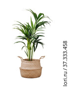 Kentia or howea forsteriana isolated on white. Стоковое фото, фотограф Ольга Сергеева / Фотобанк Лори