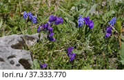 Северный Кавказ. Плато Лаго-Наки. Полевые цветы среди камней. North Caucasus. Lago-Naki Plateau. Wildflowers among the stones. Стоковое видео, видеограф Евгений Романов / Фотобанк Лори