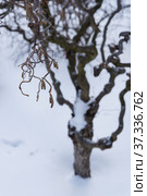 Corylus avellana, contorta, contorted filbert, corkscrew hazel shrub on snowy winter. Стоковое фото, фотограф Короленко Елена / Фотобанк Лори