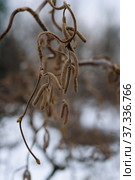 Corylus avellana, contorta, contorted filbert, corkscrew hazelnut tree blossoms on snowy winter. Стоковое фото, фотограф Короленко Елена / Фотобанк Лори