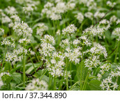 Кавказские горы, горный лес. Луг цветущей черемши (Allium ursinum). Caucasian mountains, mountain forest. Meadow of flowering wild garlic (Allium ursinum). Стоковое фото, фотограф Евгений Романов / Фотобанк Лори