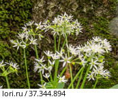 Кавказские горы, горный лес. Луг цветущей черемши (Allium ursinum). Caucasian mountains, mountain forest. Meadow of flowering wild garlic (Allium ursinum). Стоковое фото, фотограф Евгений Романов / Фотобанк Лори