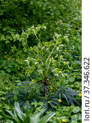 Helleborus foetidus grows and blooms in the garden in spring. Стоковое фото, фотограф Ольга Сейфутдинова / Фотобанк Лори