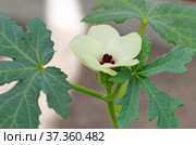 Цветущий абельмош съедобный, или бамия (лат. Abelmoschus esculentus) крупным планом. Стоковое фото, фотограф Елена Коромыслова / Фотобанк Лори