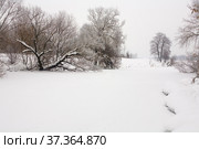 Beautiful picturesque trees are covered with snow. Стоковое фото, фотограф Александр Клёнов / Фотобанк Лори