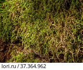 Кавказские горы, Адыгея. Субтропический лес, мох на камне. Caucasus Mountains, Adygea. Subtropical forest, moss on a stone. Стоковое фото, фотограф Евгений Романов / Фотобанк Лори
