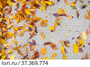 Colorful leaves on cellular pattern garden path. Стоковое фото, фотограф Сергей Новиков / Фотобанк Лори
