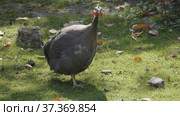 Guinea fowl walking along the green grass in the fall. Стоковое фото, фотограф Фотограф / Фотобанк Лори