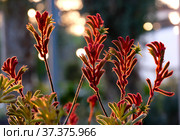 Anigozanthos Big Red or Red Kangaroo Paw. Стоковое фото, фотограф Irina Opachevsky / Фотобанк Лори