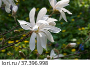 Цветущая звездчатая магнолия  (magnolia stellata). "Аптекарский огород" (филиал ботанического сада МГУ), Москва (2018 год). Редакционное фото, фотограф Сергей Рыбин / Фотобанк Лори
