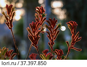 Anigozanthos Big Red or Red Kangaroo Paw. Стоковое фото, фотограф Irina Opachevsky / Фотобанк Лори