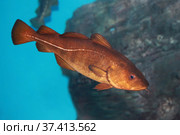 Рыба треска, или лабардан (Gadus morhua) Стоковое фото, фотограф Татьяна Белова / Фотобанк Лори