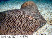 Скат хвостокол леопардовый Himantura leoparda. Морская рыба. Стоковое фото, фотограф Татьяна Белова / Фотобанк Лори