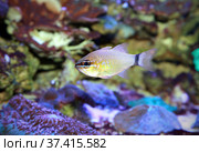 Кардинал с кольцевидным хвостом Ostorhinchus aureus. Стоковое фото, фотограф Татьяна Белова / Фотобанк Лори