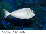 Однорогая рыба-носорог или настоящий носач (Naso unicornis) Стоковое фото, фотограф Татьяна Белова / Фотобанк Лори