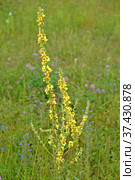 Цветущий коровяк черный (Verbascum nigrum L.). Общий вид. Стоковое фото, фотограф Ирина Борсученко / Фотобанк Лори