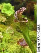 Sarracenia, genus of carnivorous plants. Plant's leaves have evolved into funnel or pitcher shape in order to trap insects. Стоковое фото, фотограф Валерия Попова / Фотобанк Лори