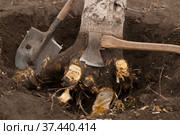 Корчевание и удаление дерева. Стоковое фото, фотограф WalDeMarus / Фотобанк Лори