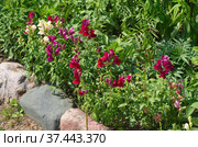 Львиный зев (лат. Antirrhinum) цветет на клумбе в летнем саду. Стоковое фото, фотограф Елена Коромыслова / Фотобанк Лори