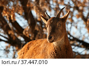 Дагестанский тур, самка ( Восточнокавказский тур, Capra cylindricornis) Стоковое фото, фотограф Щеголева Ольга / Фотобанк Лори