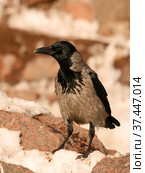 Серая ворона (Серая ворона, Corvus cornix) (2013 год). Стоковое фото, фотограф Щеголева Ольга / Фотобанк Лори