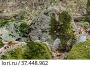 Краснодарский край, Туапсинский район, менгир с отверстием в горном лесу (2019 год). Стоковое фото, фотограф glokaya_kuzdra / Фотобанк Лори